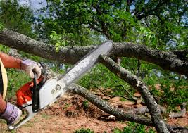 Best Tree Disease Treatment  in Hometown, IL