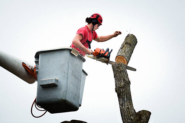 Best Tree Preservation Services  in Hometown, IL